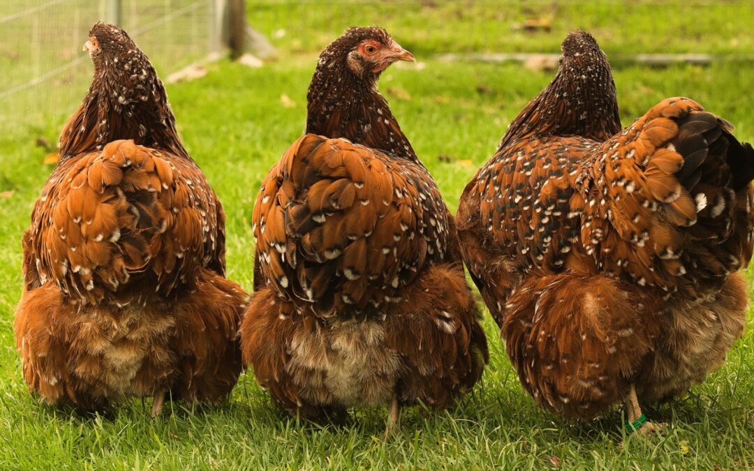 Dieses Jahr keine Orpington in der Farbe Braun – Porzellan