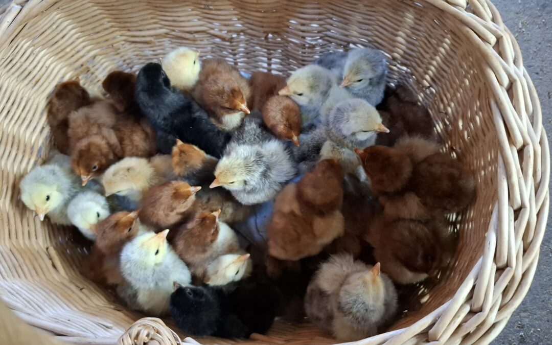 Neue Küken sind da