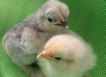 zwergcochin-kueken-kallnach