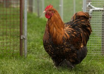 Orpington Zuchthahn gelbschwarz gesäumt