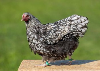 glänzende schimmernde Orpingtonhenne schwarz