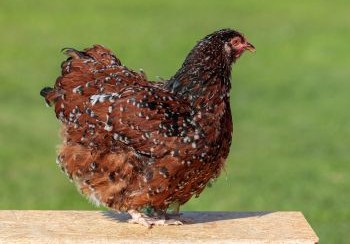 Orpington Zuchthahn gelbschwarz gesäumt