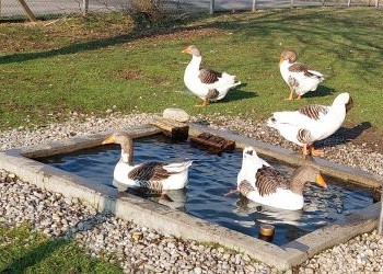 eine gesunde Gans
